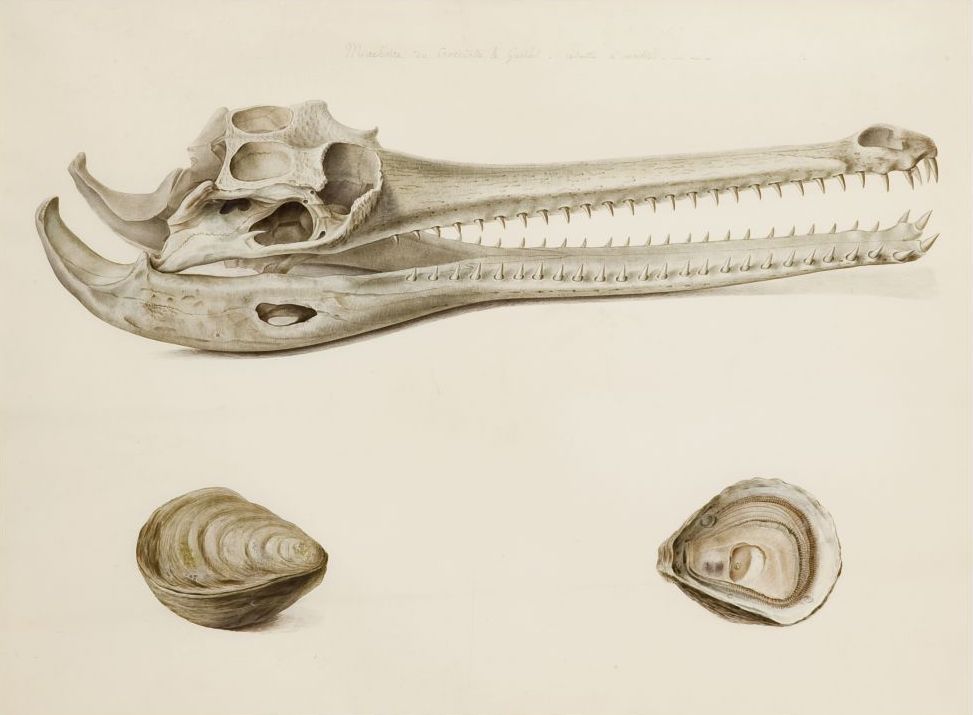 Estudi de mandíbula de gavial i estudis d’ostres, Pancrace Bessa