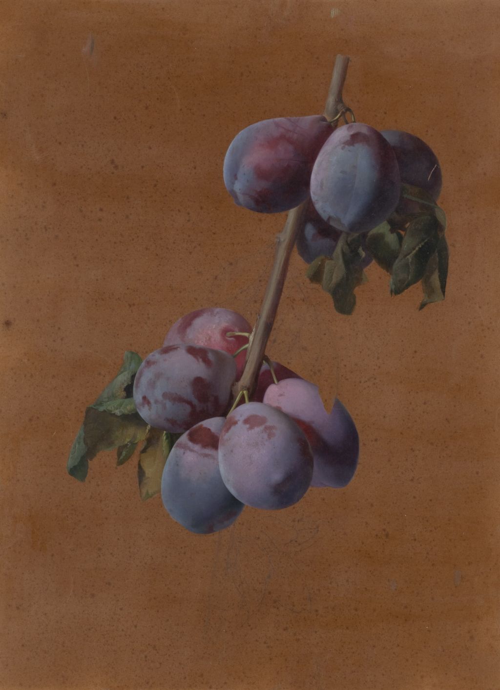 Josep Mirabent, Rama con ciruelas