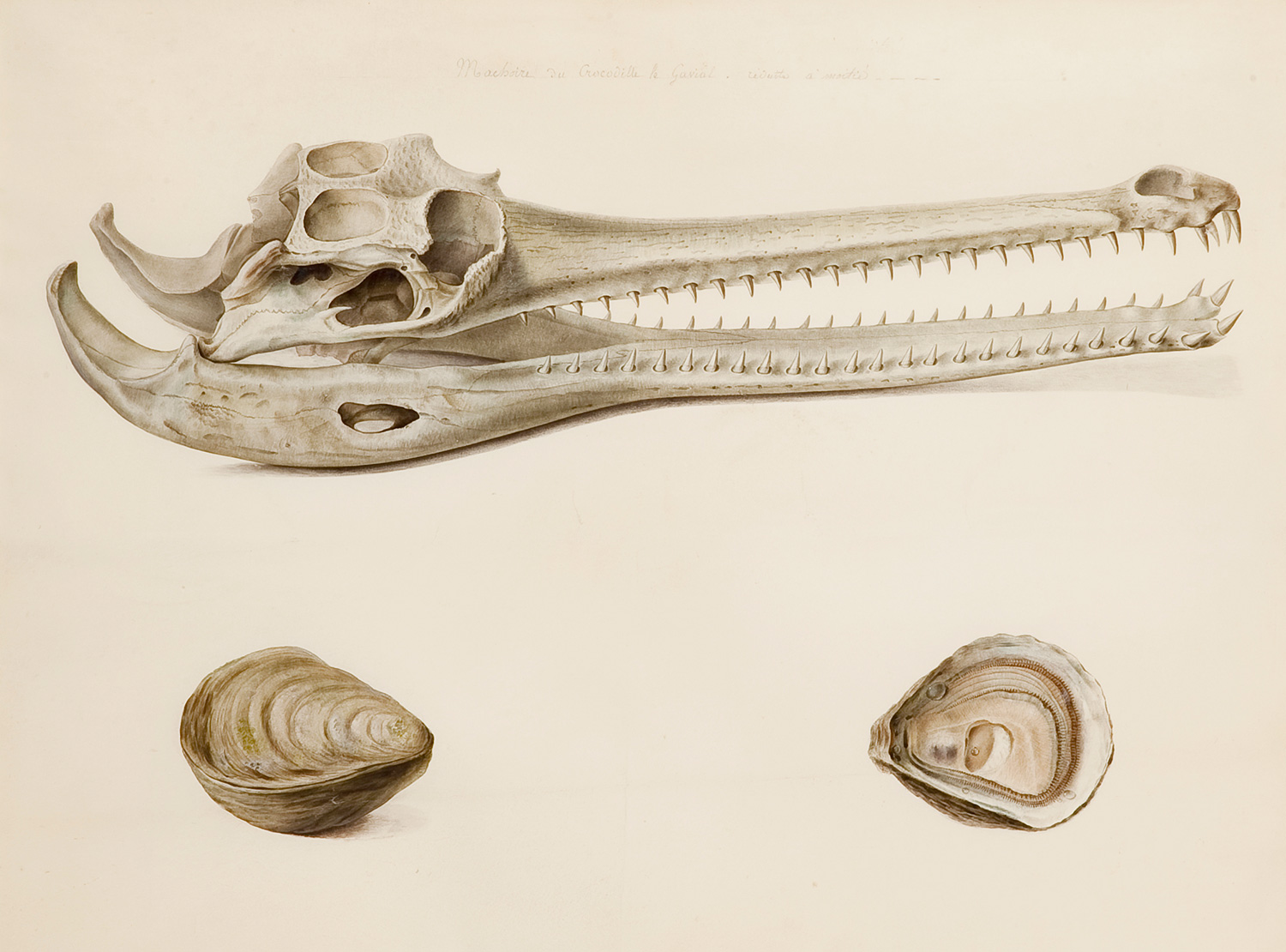 Estudi de mandíbula de gavial i estudis d’ostres, Pancrace Bessa
